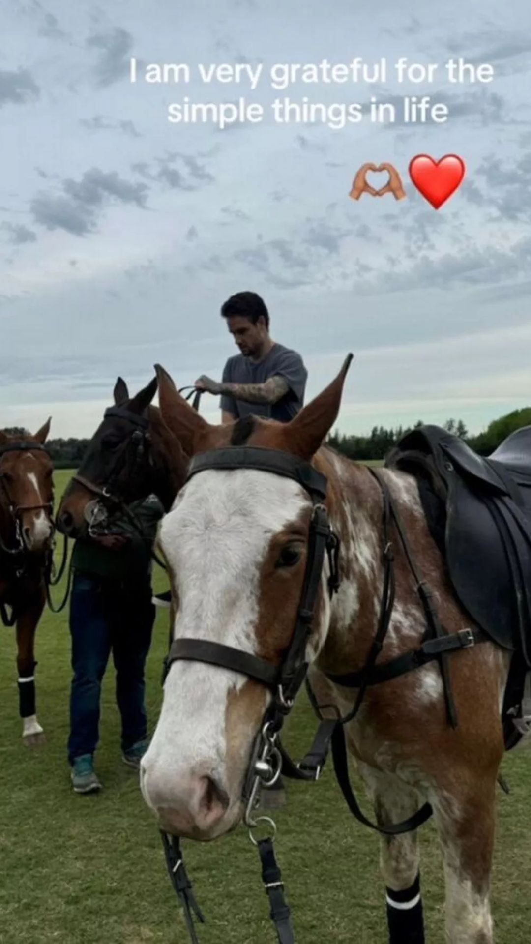 Liam Payne horse